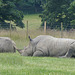 Knowsley Safari Park (16) - 14 July 2015