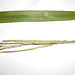 DSCN7076 - Paspalum urvillei, Poaceae