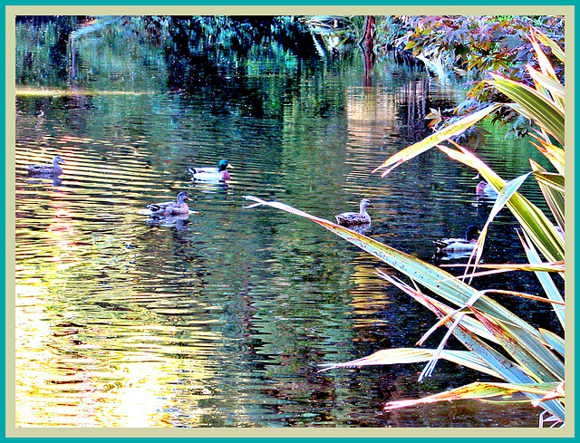 Ducks on Reflections.
