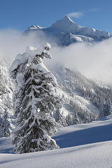 Mount Shuksan and Tree