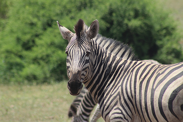 Zebra