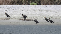 20190905 5803CPw [D~VR] Kormoran (Phalacrocorax carbo), Darßer Ort