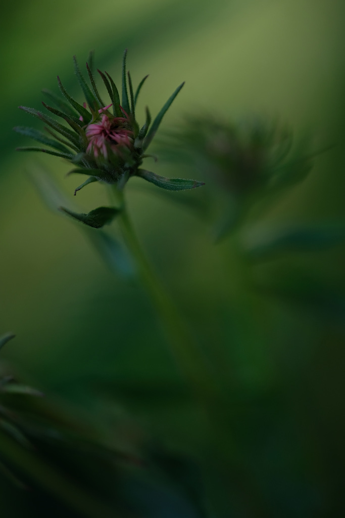 DSCF1161