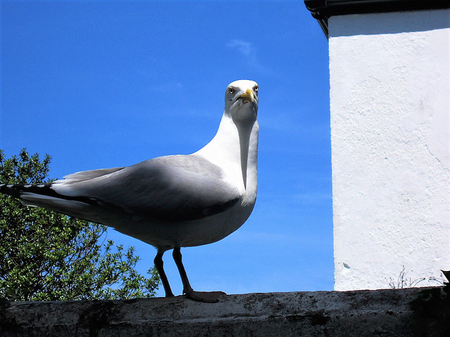 Parent seagull warning me