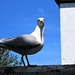 Parent seagull warning me
