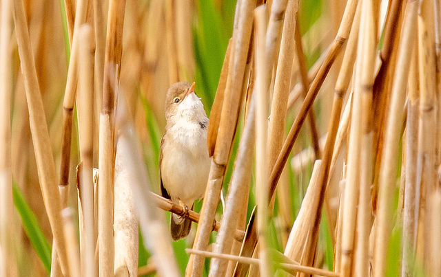Whitethroat
