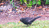 Blackbird In Our Front Carden.