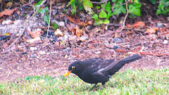 Blackbird In Our Front Carden.