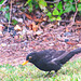 Blackbird In Our Front Carden.