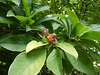 P1025226 Vruchten van de Magnolia stellata
