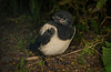 Nachwuchs bei der Elster (Pica pica) :)) Baby magpies (Pica pica) :)) Bébés pies (Pica pica) :))