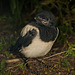 Nachwuchs bei der Elster (Pica pica) :)) Baby magpies (Pica pica) :)) Bébés pies (Pica pica) :))