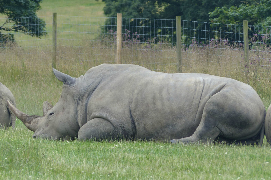 Knowsley Safari Park (17) - 14 July 2015