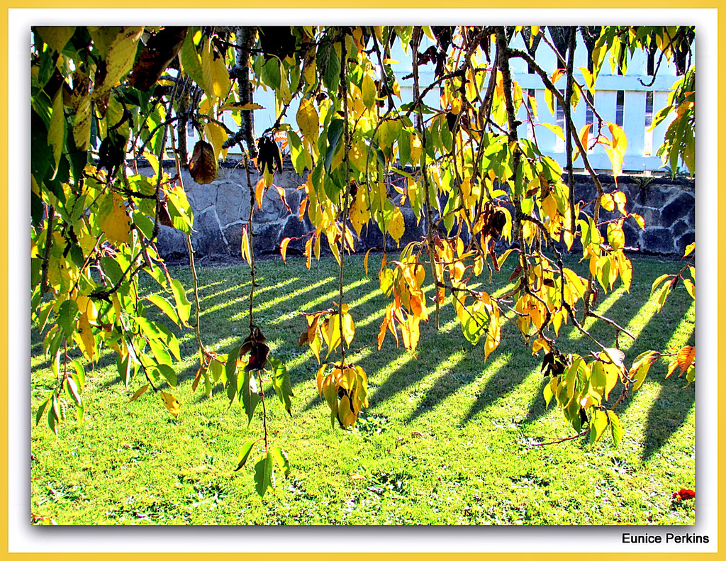 Leaves In the Sun.