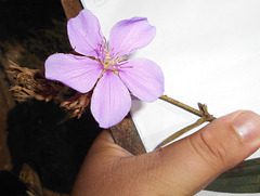 DSCN7077 - Tibouchina gracilis, Melastomataceae