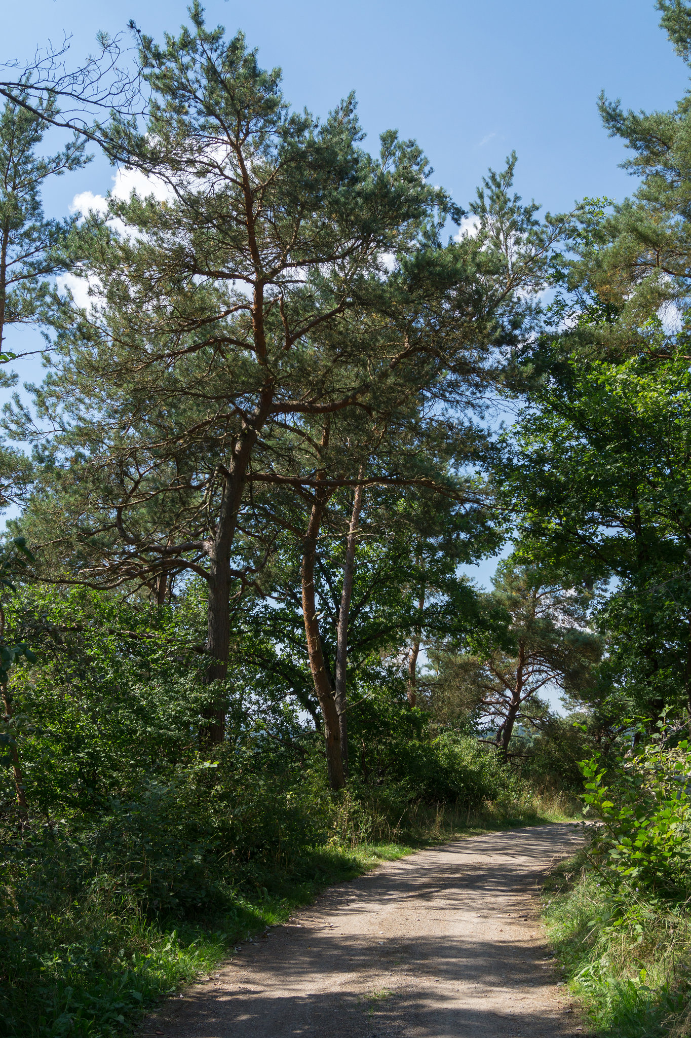 Blankenheim Ahrdorf DSC00585