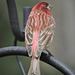 Purple Finch