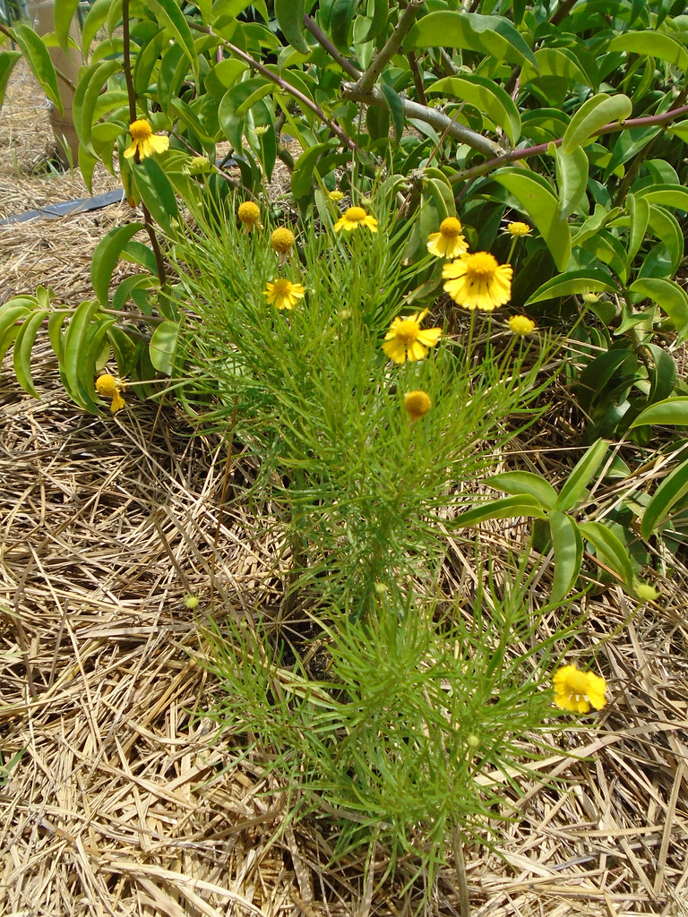 DSC01073 - camomila rauliveira Helenium alternifolium, Asteraceae