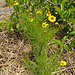 DSC01073 - camomila rauliveira Helenium alternifolium, Asteraceae
