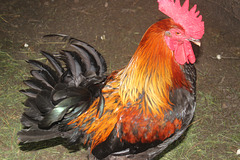 "Watch your step, Lady, Im bossy and proud"   :)))   A handsome Rooster at my grandson-to-be's country home)