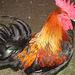 "Watch your step, Lady, Im bossy and proud"   :)))   A handsome Rooster at my grandson-to-be's country home)