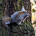 A squirrel climbing