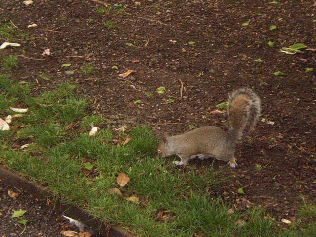 Busy squirrel.