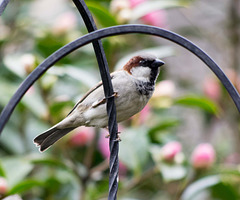 Sparrow (17)