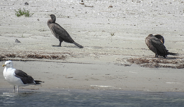 20190905 5804CPw [D~VR] Kormoran (Phalacrocorax carbo), Mantelmöwe (Larus marinus), Darßer Ort
