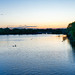 waterfowl at blue hour