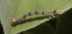 IMG 2711-CR3 DxO DeepPRIME -1Caterpillarv4