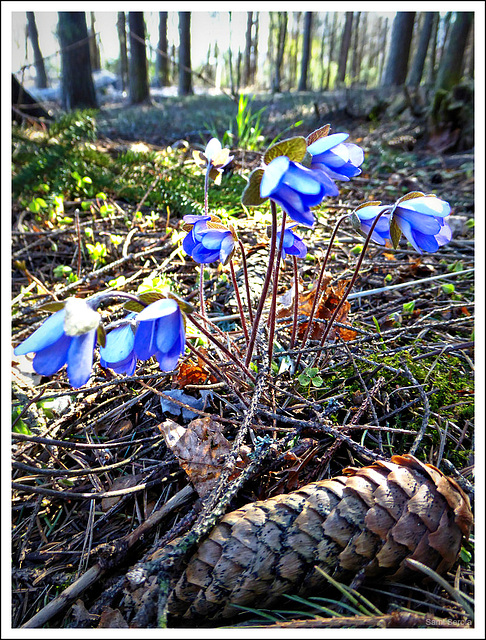 Sunday walk: Forest floor