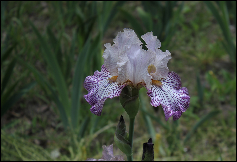 Iris Piccadilly Circus