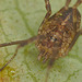 EFA0582harvestmancloseup