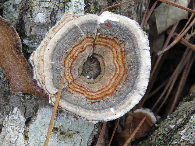 Fungus growing on a fallen branch