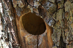 Woodpecker 's house Woodpecker 's house