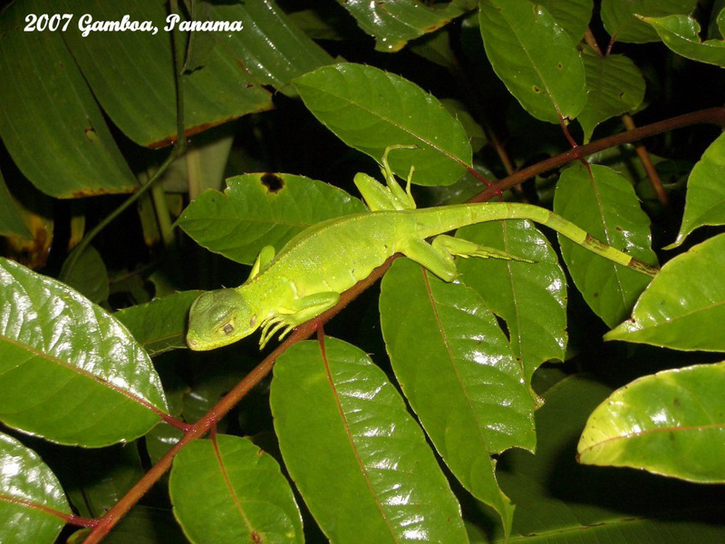 92 Young Iguana