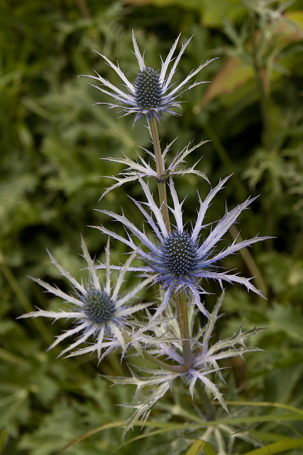 Eryngium thistle