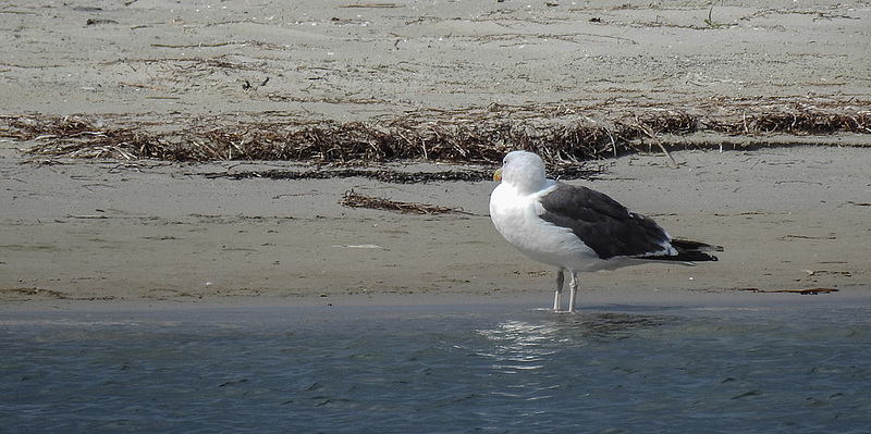 20190905 5805CPw [D~VR] Mantelmöwe (Larus marinus), Darßer Ort