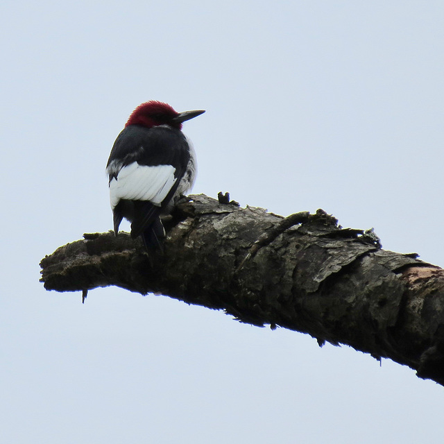 Red-headed woodpecker