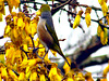 Waxeye on Kowhai Tree.