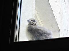New little chick on porch roof