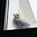 New little chick on porch roof