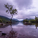 Lake Padarn, the lone tree