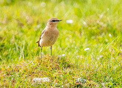 Wheatear