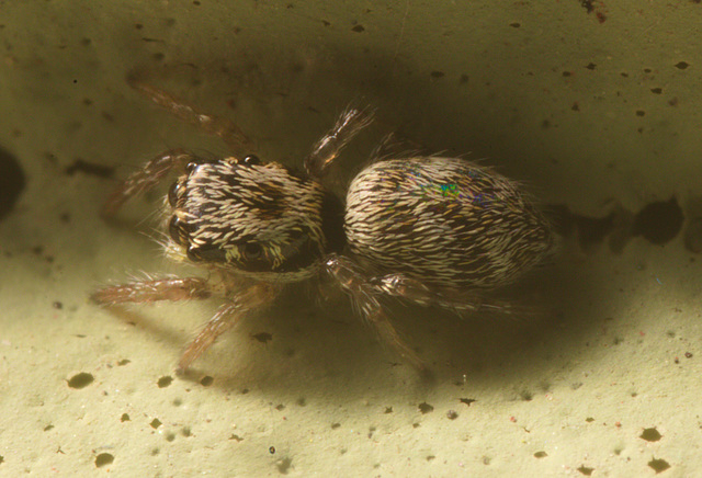 IMG 7490 Zebra Spider