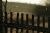 Happy Flies, Happy Fence