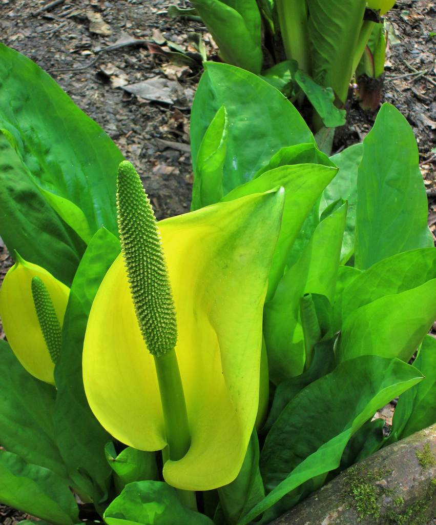 Skunk Cabbage.