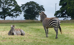 Knowsley Safari Park (19) - 14 July 2015