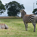 Knowsley Safari Park (19) - 14 July 2015